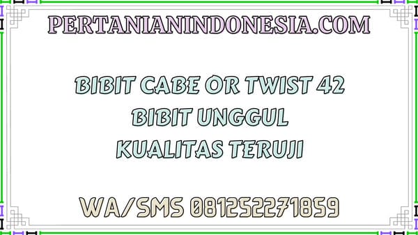 Bibit Cabe OR Twist 42 Bibit Unggul Kualitas Teruji